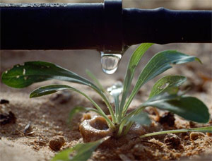 a drip system installed by our San Marcos drip irrigation experts